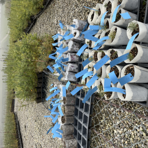 Pflanztöpfe 1/2 Jahr 1