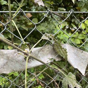 Absperrband 1/2 Jahr